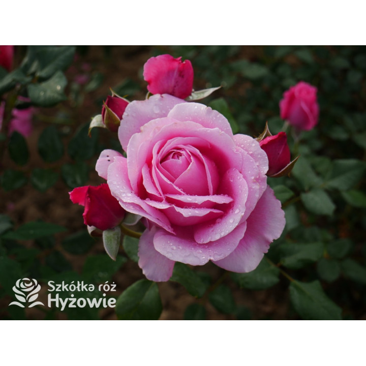 Our last summer™ / Crazy in Love Pink™ - Róże Pnące - 