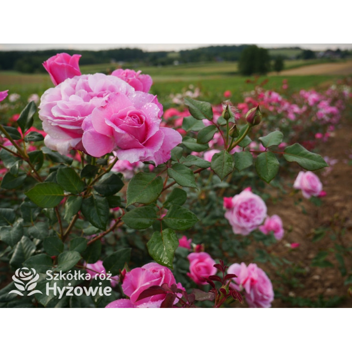 Our last summer™ / Crazy in Love Pink™ - Róże Pnące - 