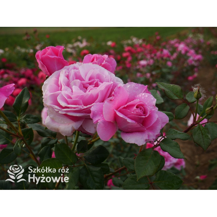 Our last summer™ / Crazy in Love Pink™ - Róże Pnące - 