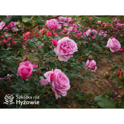 Our last summer™ / Crazy in Love Pink™ - Róże Pnące - 