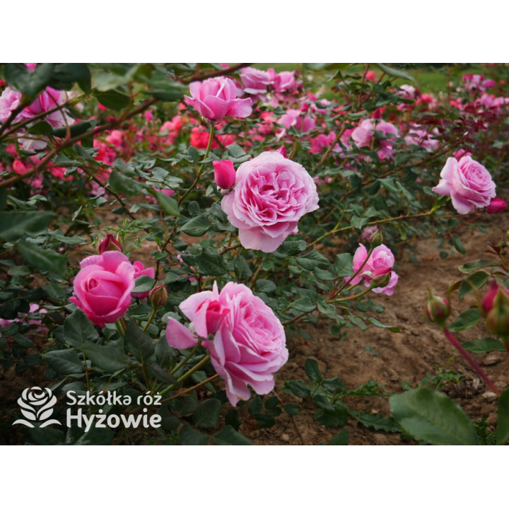 Our last summer™ / Crazy in Love Pink™ - Róże Pnące - 