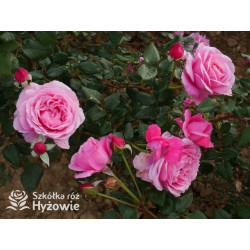 Our last summer™ / Crazy in Love Pink™ - Róże Pnące - 