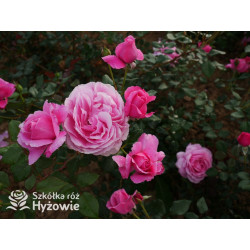 Our last summer™ / Crazy in Love Pink™ - Róże Pnące - 