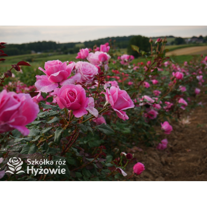 Our last summer™ / Crazy in Love Pink™ - Róże Pnące - 