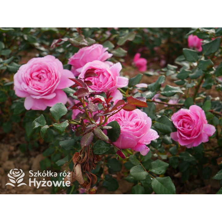 Our last summer™ / Crazy in Love Pink™ - Róże Pnące - 