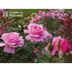 Our last summer™ / Crazy in Love Pink™ - Róże Pnące - 