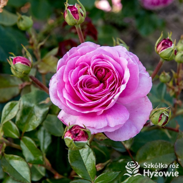 Róża pnąca liliowa Ozeana® | Szkółka Róż Hyżowie | Rosen Tantau