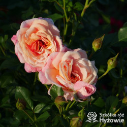 Peach Melba® - Róże Pnące -