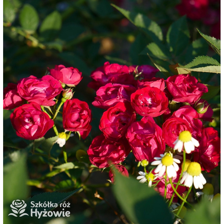 Róża pnąca Perennial Domino®| Szkółka Róż Hyżowie | Rosen Tantau
