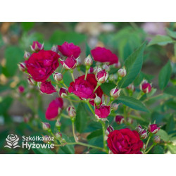 Perennial Domino® - Róże Pnące -  Perennial Domino® - Róże Pnące -