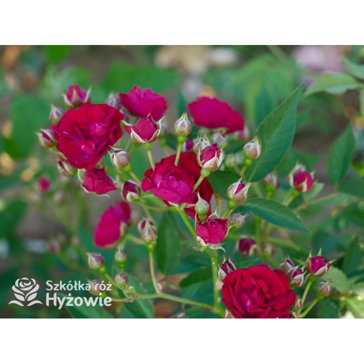 Perennial Domino® - Róże Pnące -  Perennial Domino® - Róże Pnące -