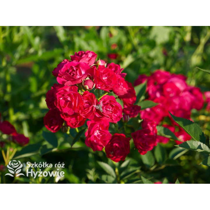 Perennial Domino® - Róże Pnące -  Perennial Domino® - Róże Pnące -