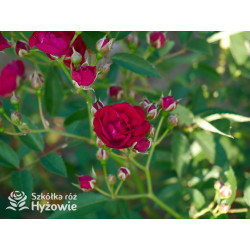 Perennial Domino® - Róże Pnące -  Perennial Domino® - Róże Pnące -