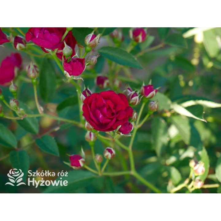 Perennial Domino® - Róże Pnące -  Perennial Domino® - Róże Pnące -