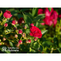 Perennial Domino® - Róże Pnące -  Perennial Domino® - Róże Pnące -