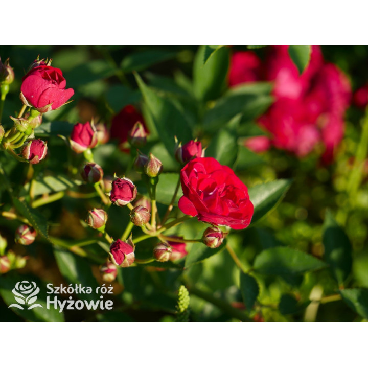 Perennial Domino® - Róże Pnące -  Perennial Domino® - Róże Pnące -