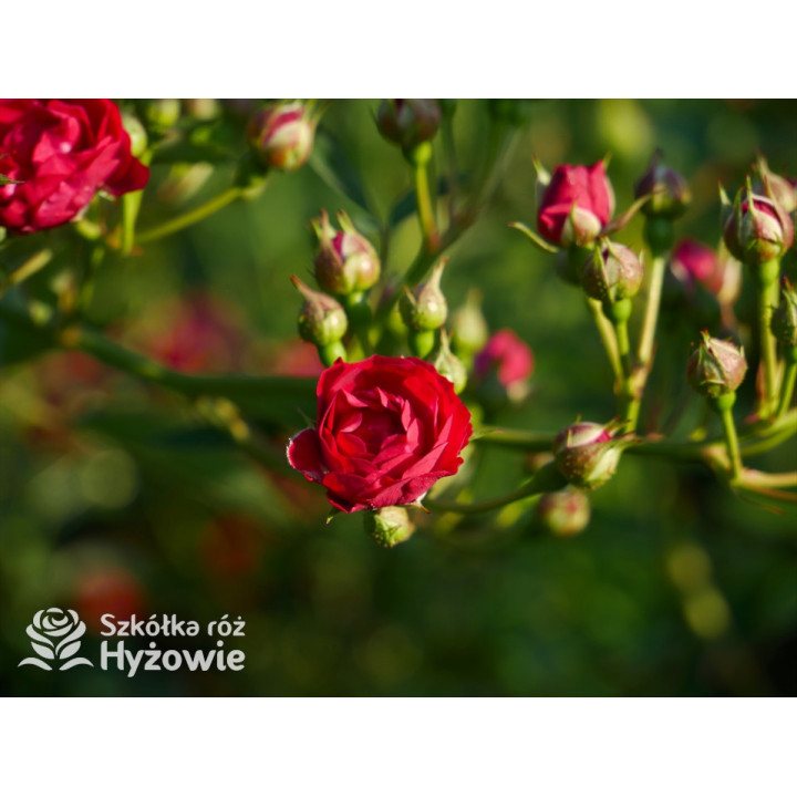 Perennial Domino® - Róże Pnące -  Perennial Domino® - Róże Pnące -