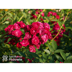 Perennial Domino® - Róże Pnące -  Perennial Domino® - Róże Pnące -