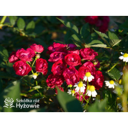 Perennial Domino® - Róże Pnące -  Perennial Domino® - Róże Pnące -