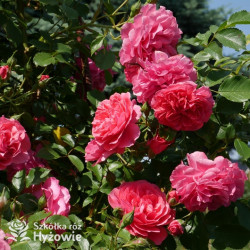Rosarium Uetersen® - Róże Pnące -