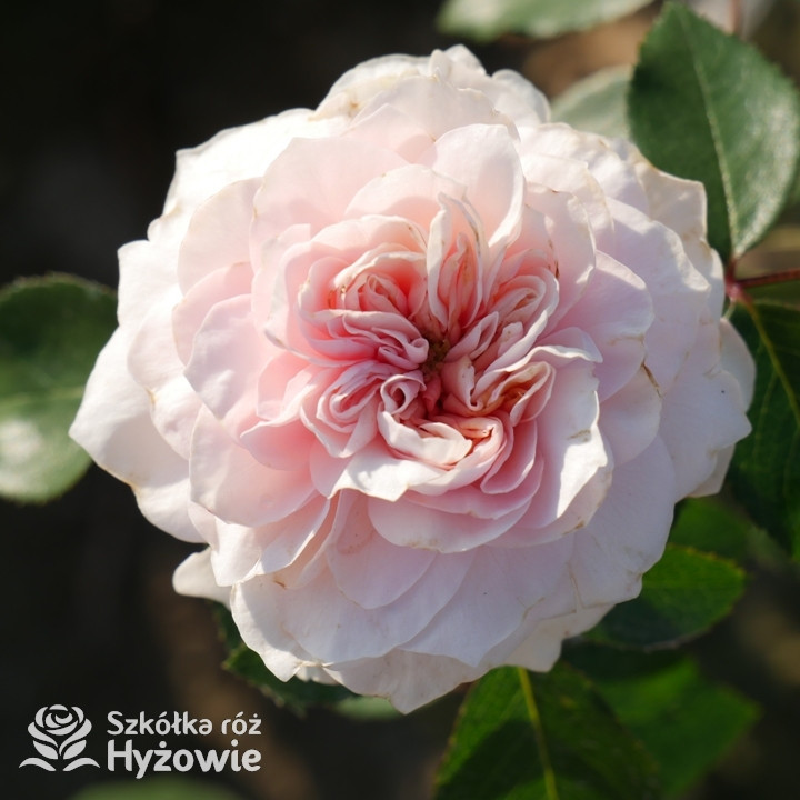 Róża pnąca Sabrina®| Szkółka Róż Hyżowie | Meilland International