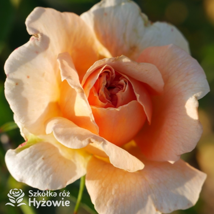 Róża pnąca Skyline®  | Szkółka Róż Hyżowie | Rosen Tantau