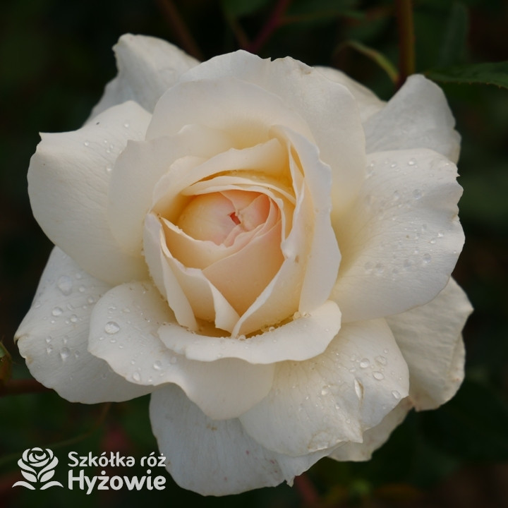 Niewysoka róża pnąca So much love™ | Szkółka Róż Hyżowie | Roses Forever