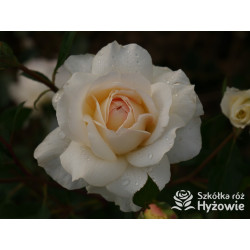 So much love™ / Crazy in Love Vanilla™ - Róże Pnące - 