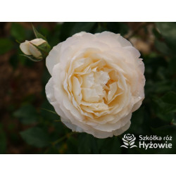 So much love™ / Crazy in Love Vanilla™ - Róże Pnące - 