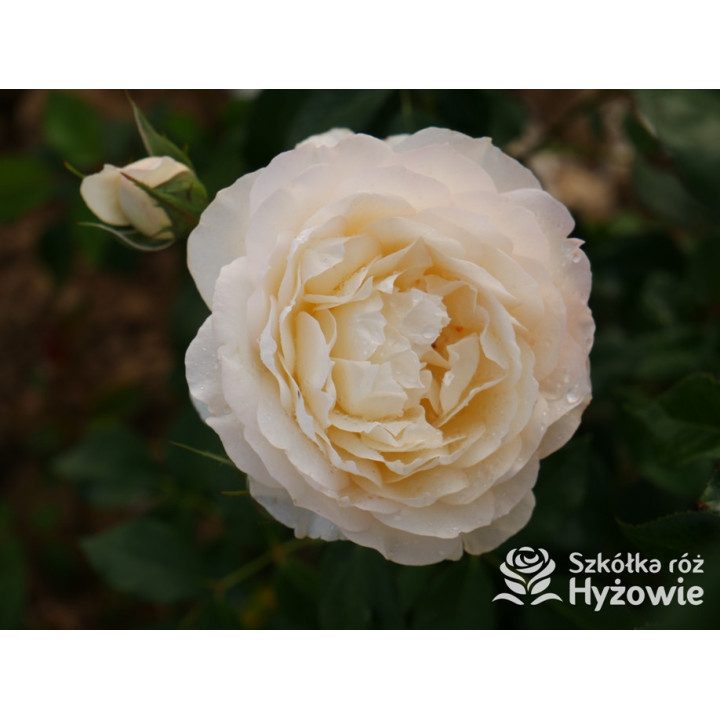 So much love™ / Crazy in Love Vanilla™ - Róże Pnące - 