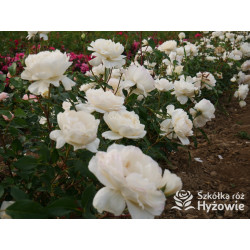 So much love™ / Crazy in Love Vanilla™ - Róże Pnące - 