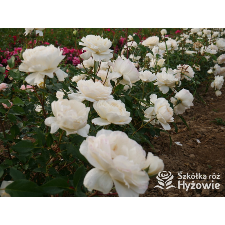 So much love™ / Crazy in Love Vanilla™ - Róże Pnące - 