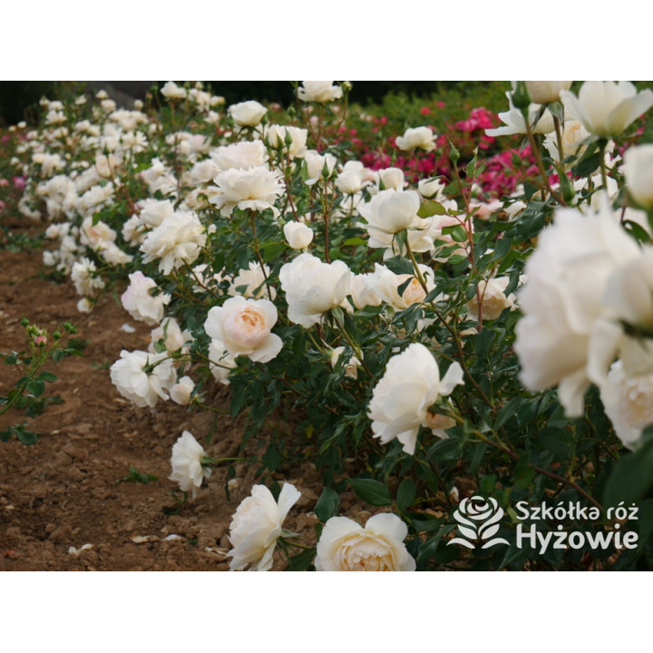 So much love™ / Crazy in Love Vanilla™ - Róże Pnące - 