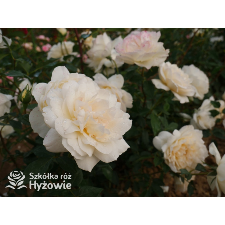 So much love™ / Crazy in Love Vanilla™ - Róże Pnące - 