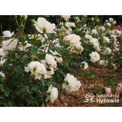 So much love™ / Crazy in Love Vanilla™ - Róże Pnące - 