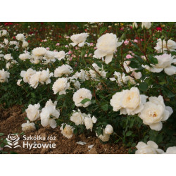 So much love™ / Crazy in Love Vanilla™ - Róże Pnące - 