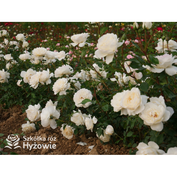 So much love™ / Crazy in Love Vanilla™ - Róże Pnące - 