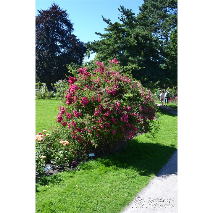 'Super Excelsa' - Róże Pnące -  'Super Excelsa' - Róże Pnące -