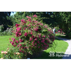 'Super Excelsa' - Róże Pnące -  'Super Excelsa' - Róże Pnące -
