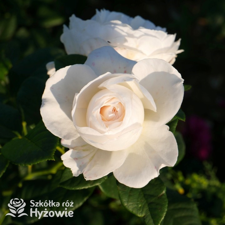 Róża pnąca Uetersener Klosterrose | Szkółka Róż Hyżowie | Rosen Tantau