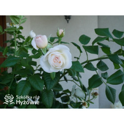 Uetersener Klosterrose® - Róże Pnące - 