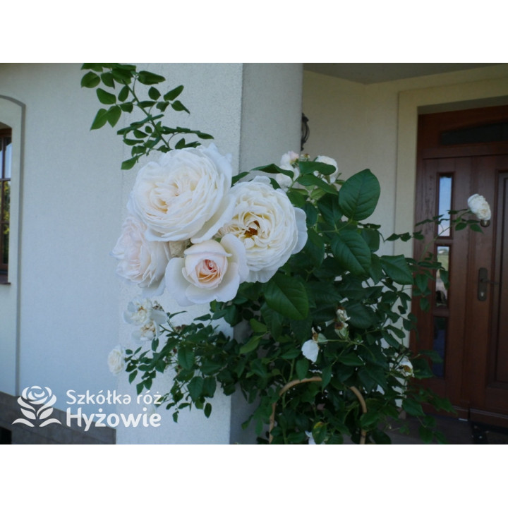 Uetersener Klosterrose® - Róże Pnące - 