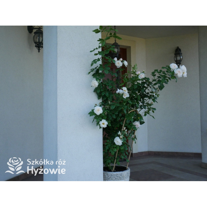 Uetersener Klosterrose® - Róże Pnące - 