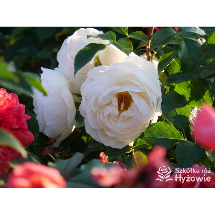 Uetersener Klosterrose® - Róże Pnące - 