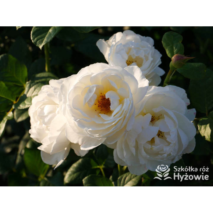 Uetersener Klosterrose® - Róże Pnące - 