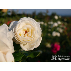 Uetersener Klosterrose® - Róże Pnące - 