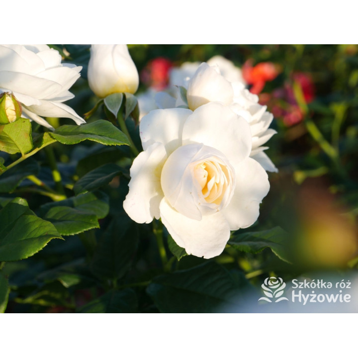 Uetersener Klosterrose® - Róże Pnące - 