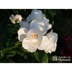 Uetersener Klosterrose® - Róże Pnące - 