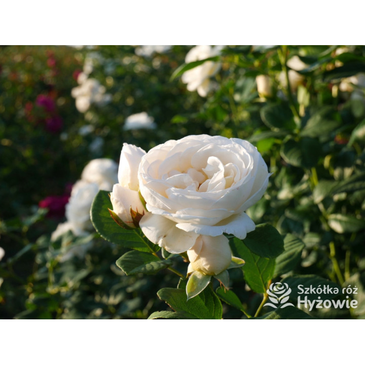 Uetersener Klosterrose® - Róże Pnące - 