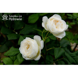 Uetersener Klosterrose® - Róże Pnące - 